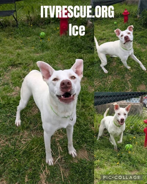 ICE - Pit Bull Terrier available for adoption
