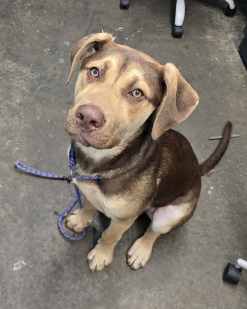 MUDSLIDE - Hound available for adoption