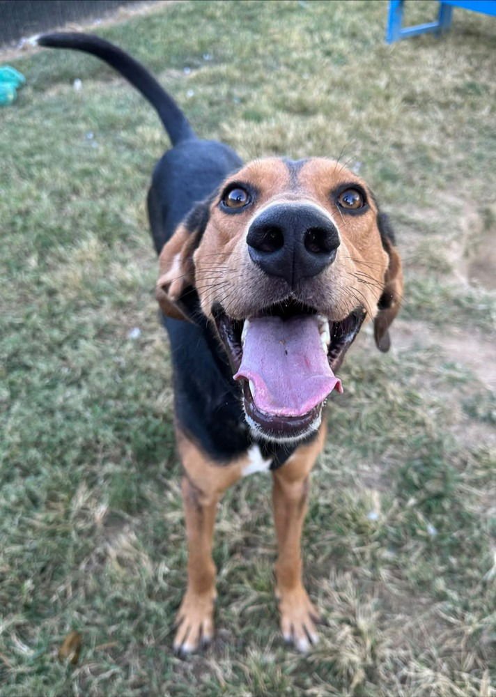 RANGE ROVER - Black and Tan Coonhound available for adoption