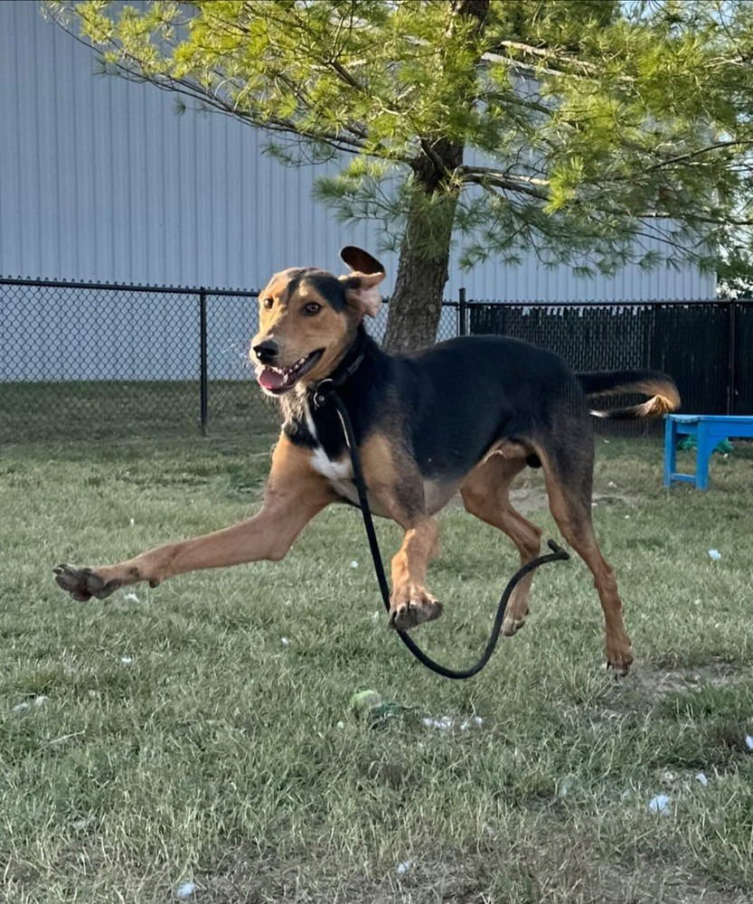 RANGE ROVER - Black and Tan Coonhound available for adoption