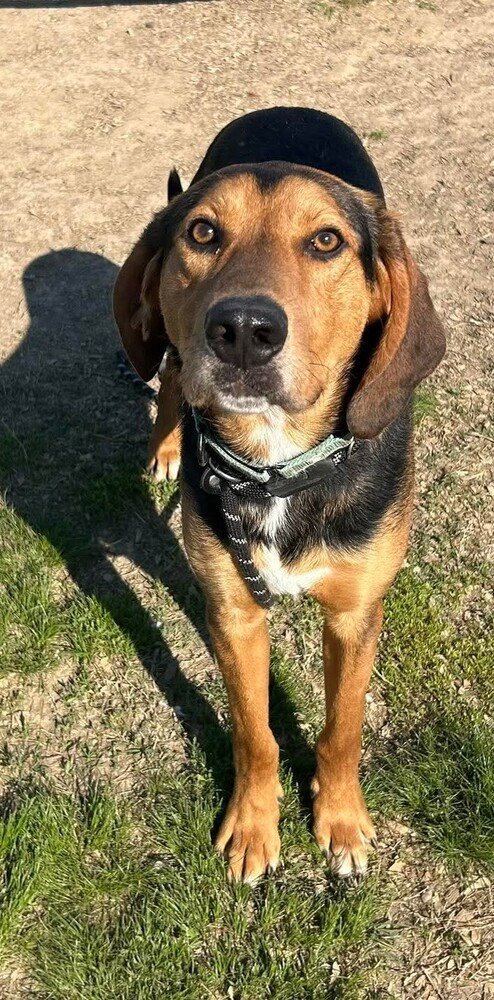 RANGE ROVER - Black and Tan Coonhound available for adoption