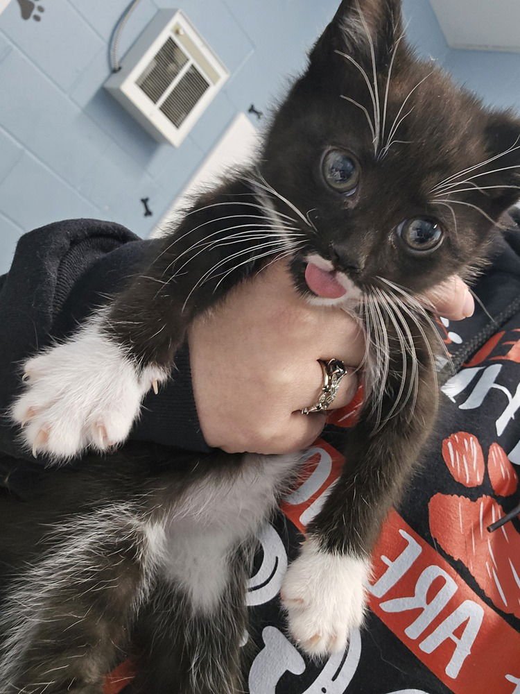 ROKU - Domestic Short Hair available for adoption