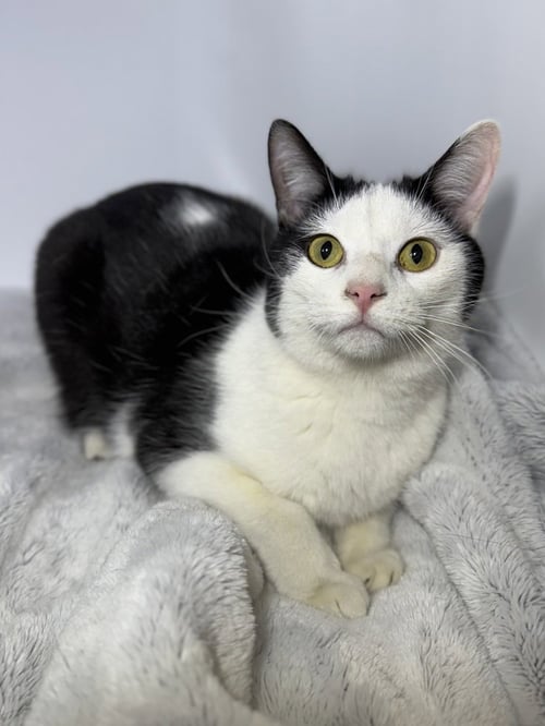 AUTRY - Domestic Short Hair available for adoption