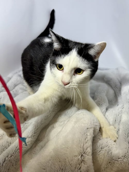 AUTRY - Domestic Short Hair available for adoption