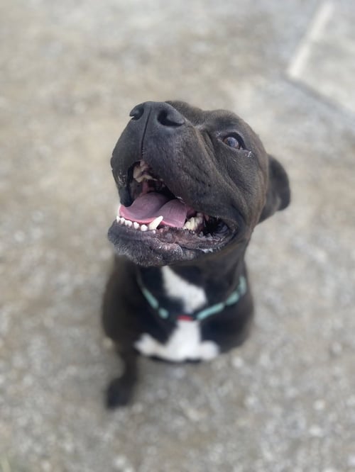 ZEUS MAXIMUS - Pit Bull Terrier available for adoption
