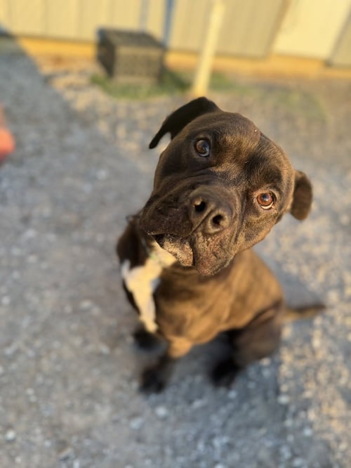 ZEUS MAXIMUS - Pit Bull Terrier available for adoption