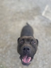 Zeus Maximus - Photo 3