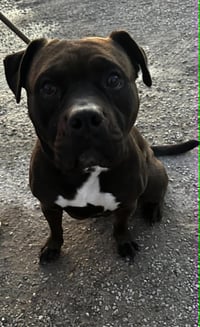 Zeus Maximus - Photo 4