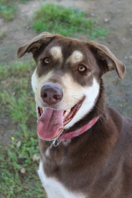 OAKLEY - Labrador Retriever / German Shepherd Dog available for adoption