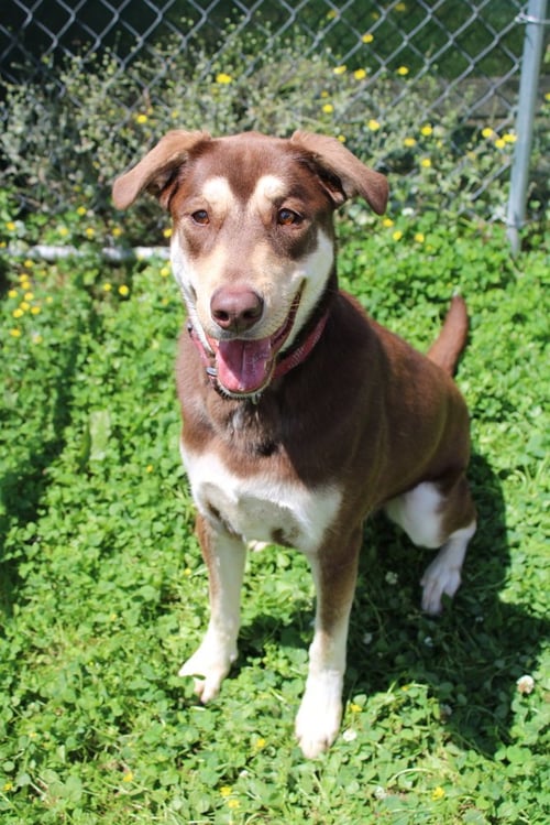 OAKLEY - Labrador Retriever / German Shepherd Dog available for adoption