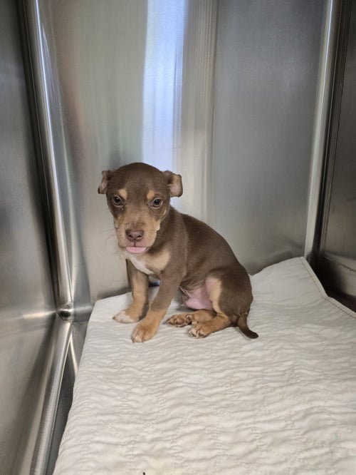 PRINCE - Terrier available for adoption