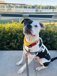 Max - Photo 2