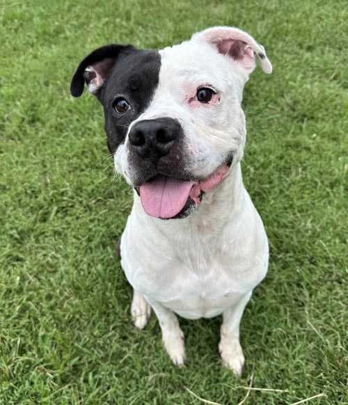 MAX - Pit Bull Terrier available for adoption