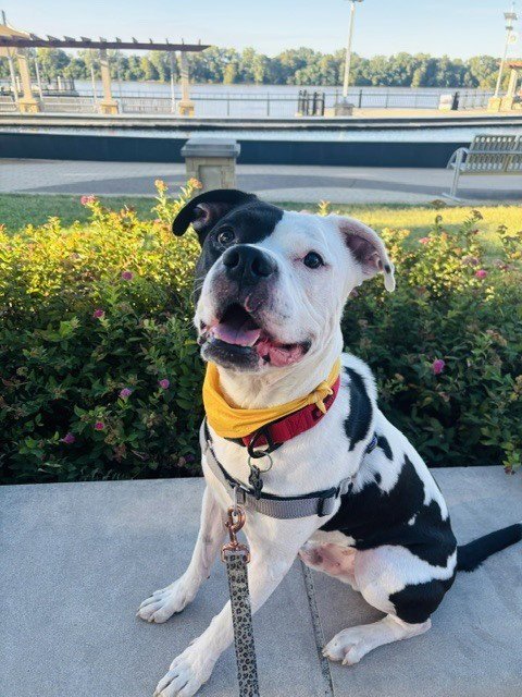 MAX - Pit Bull Terrier available for adoption