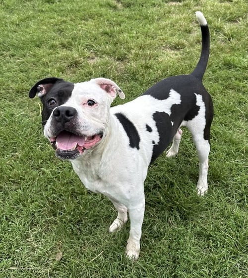 MAX - Pit Bull Terrier available for adoption