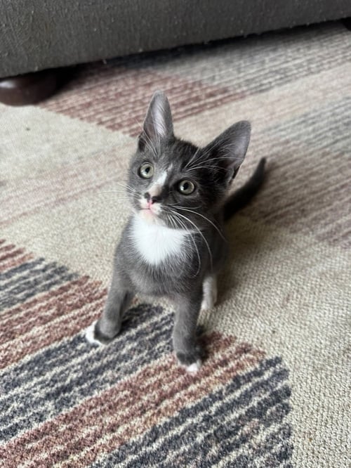 MALACHITE - Domestic Short Hair available for adoption