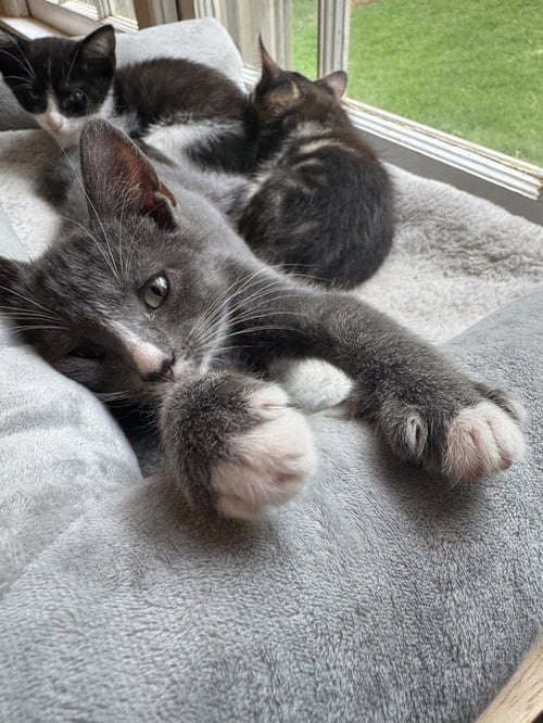 MALACHITE - Domestic Short Hair available for adoption