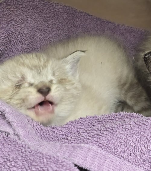 PILLOW - Siamese available for adoption