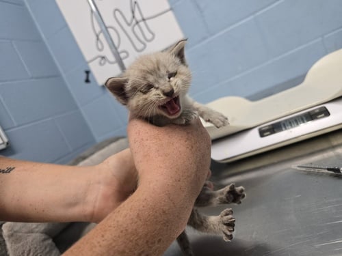 PILLOW - Siamese available for adoption