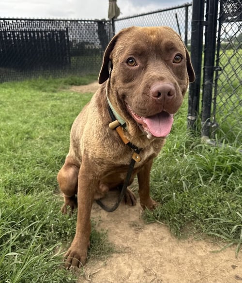 FLOPPY - Retriever available for adoption