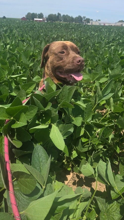 FLOPPY - Retriever available for adoption