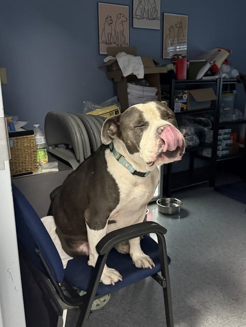 BUDDHA "YODA - Bulldog available for adoption