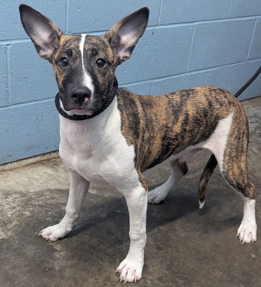 SPARKY - Bull Terrier available for adoption