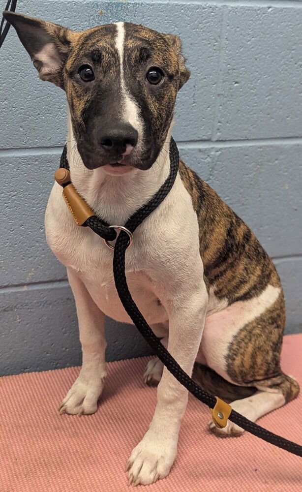 SPARKY - Bull Terrier available for adoption