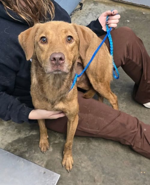 LEE - Beagle / Retriever available for adoption