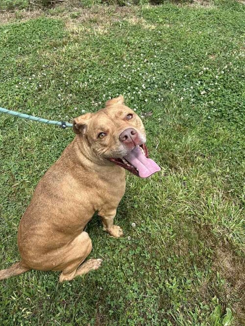 SONNY - Pit Bull Terrier available for adoption