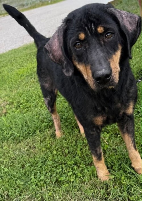 WALLY - Hound available for adoption