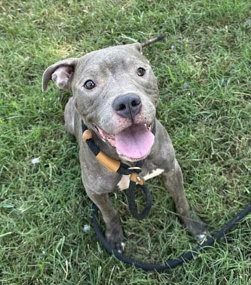 ELLA KAY - Pit Bull Terrier available for adoption