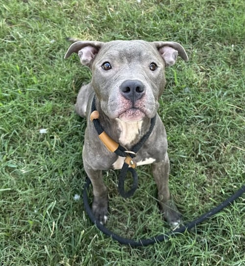 ELLA KAY - Pit Bull Terrier available for adoption