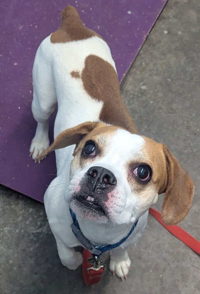 HUESO - French Bulldog / Beagle available for adoption