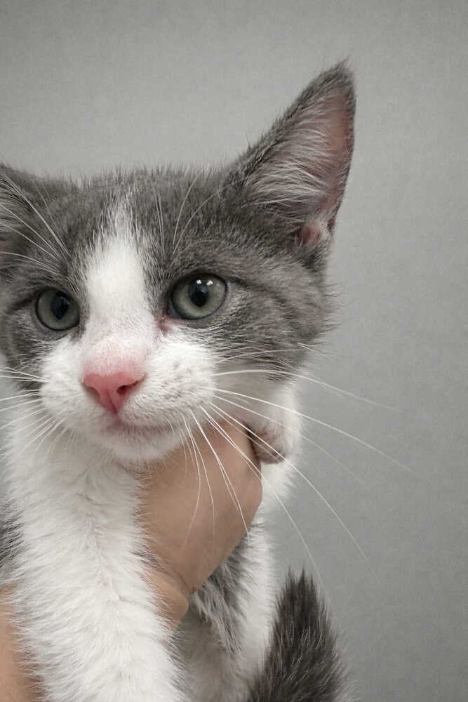 RAYA - Domestic Short Hair available for adoption