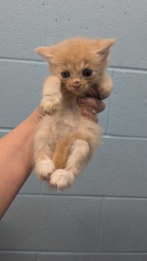 XENON - Domestic Short Hair available for adoption