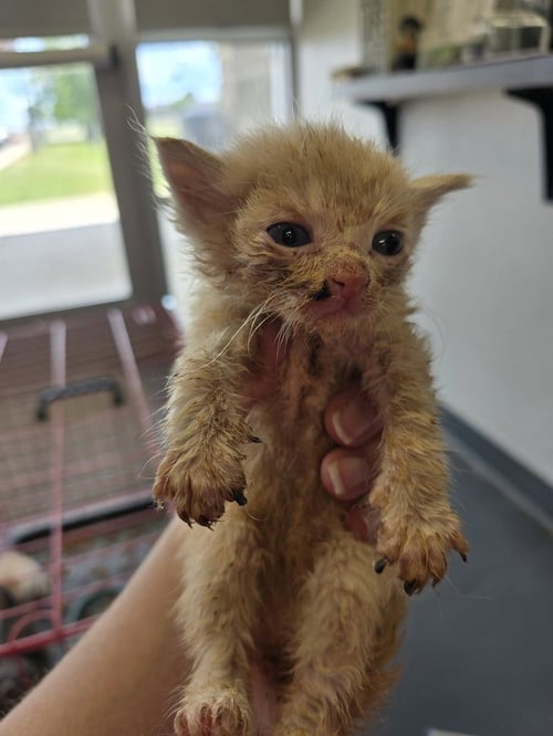 XENON - Domestic Short Hair available for adoption