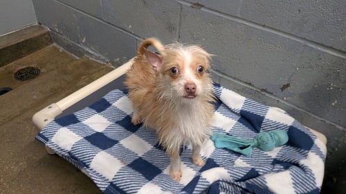 CHANEL - Chihuahua available for adoption