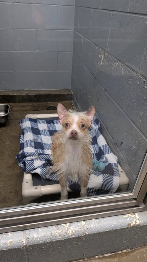CHANEL - Chihuahua available for adoption