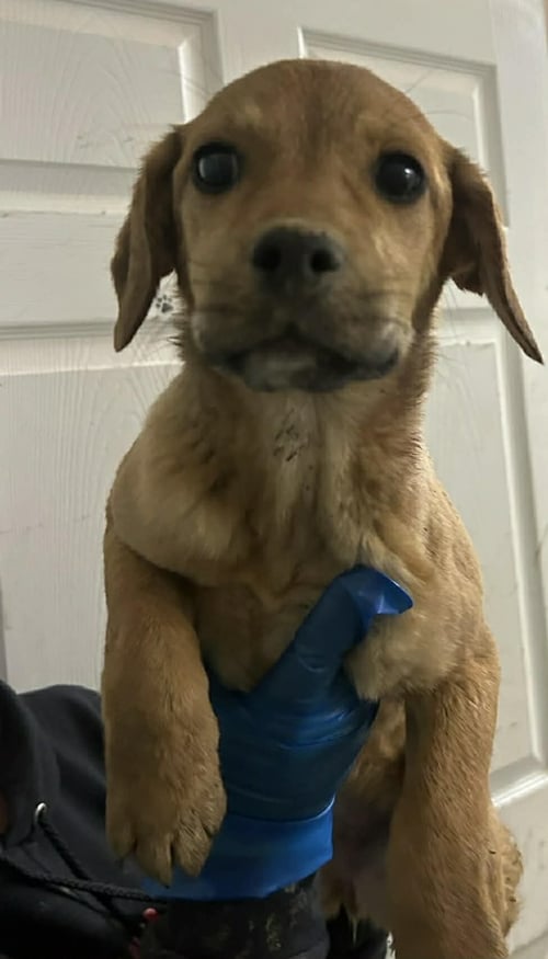 POPSICLE - Terrier available for adoption