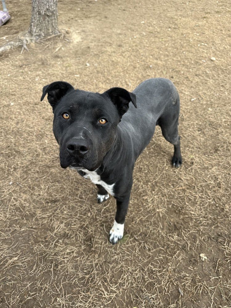 TINKER - Pit Bull Terrier / Labrador Retriever available for adoption