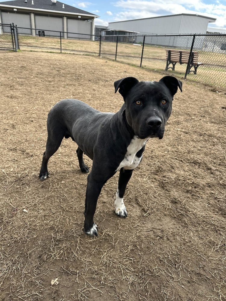 TINKER - Pit Bull Terrier / Labrador Retriever available for adoption