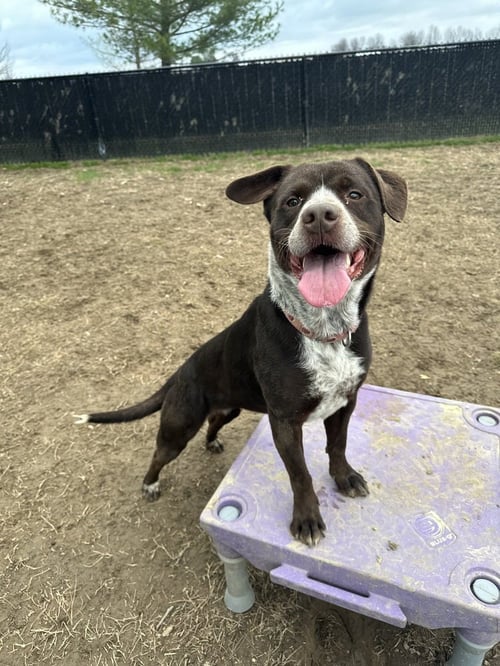 LUCILLE - Cattle Dog available for adoption