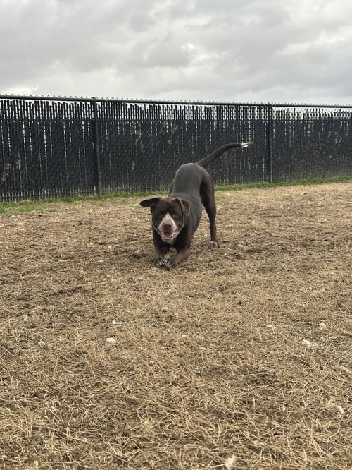 LUCILLE - Cattle Dog available for adoption
