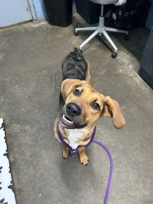 CHER ROSE - Hound available for adoption