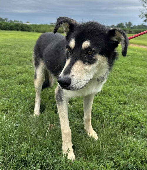 ROCKO - Shepherd / Husky available for adoption