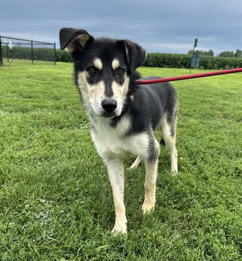 ROCKO - Shepherd / Husky available for adoption