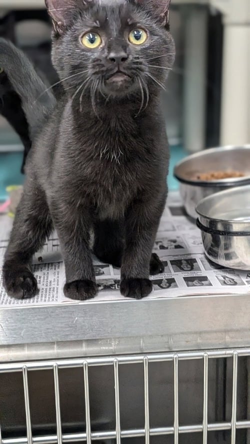 PERSIS - Domestic Short Hair available for adoption