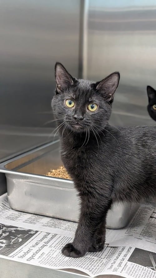PERSIS - Domestic Short Hair available for adoption