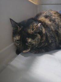 Marbles Kitty - Photo 1